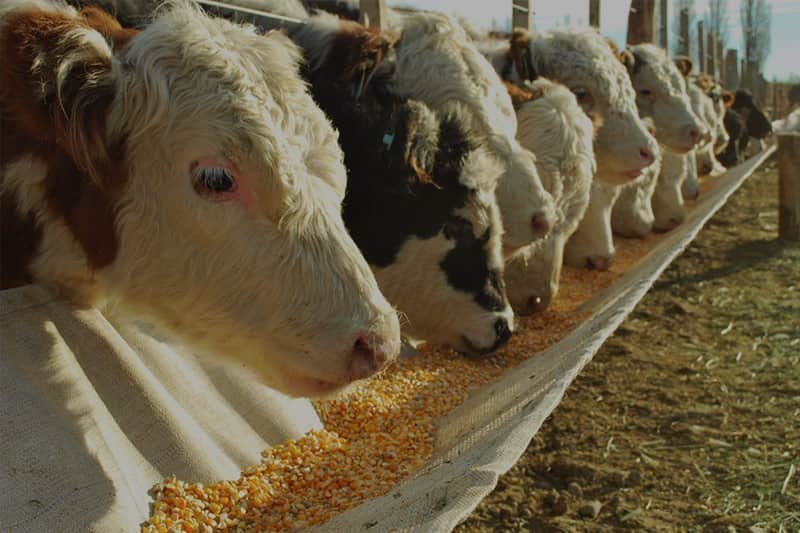 Ganado alimentándose con maíz en el comedero