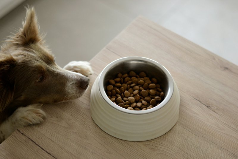 Perro comiendo alimento balanceado de su plato