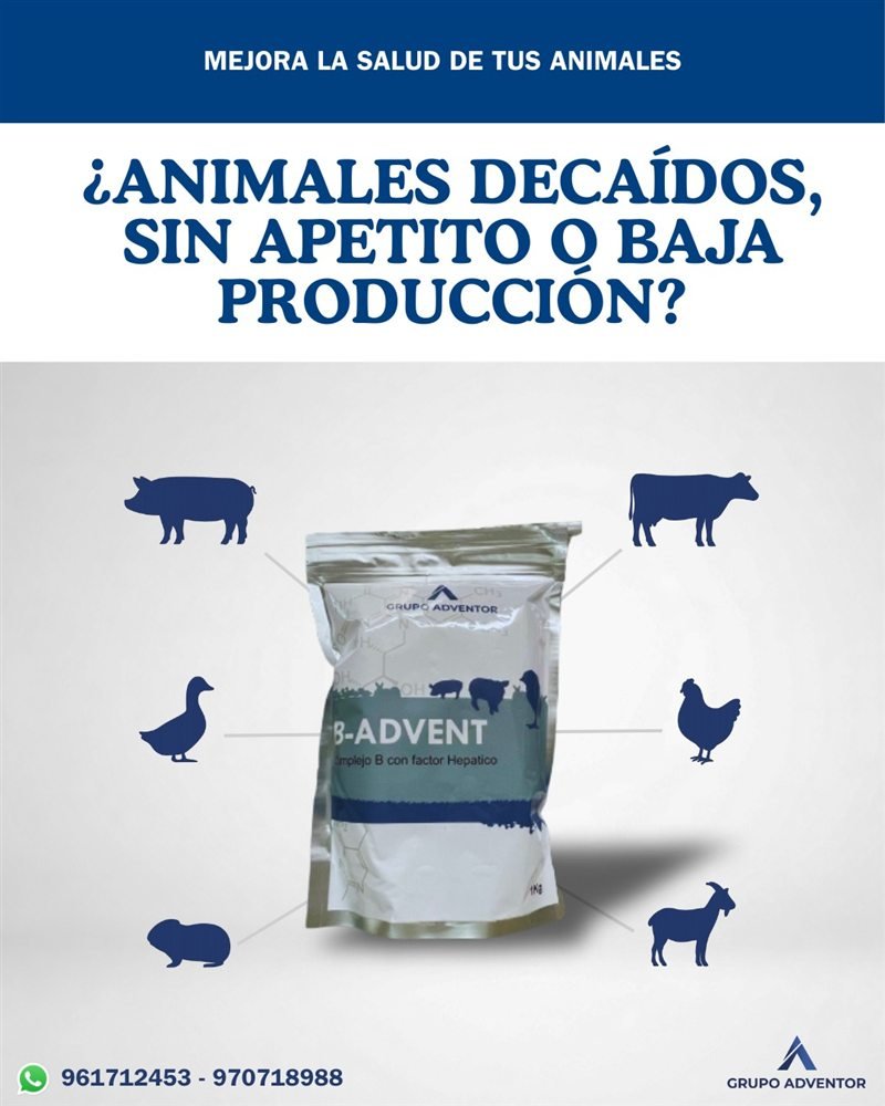 ¿Animales decaídos, sin apetito o baja producción? B-ADVENT para cerdos, vacunos, patos, aves, cuyes y cabras