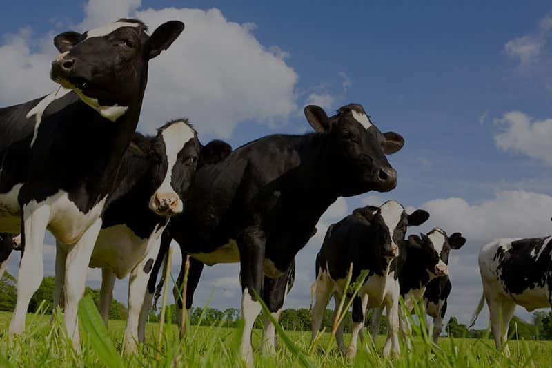 Ganado vacuno en el campo